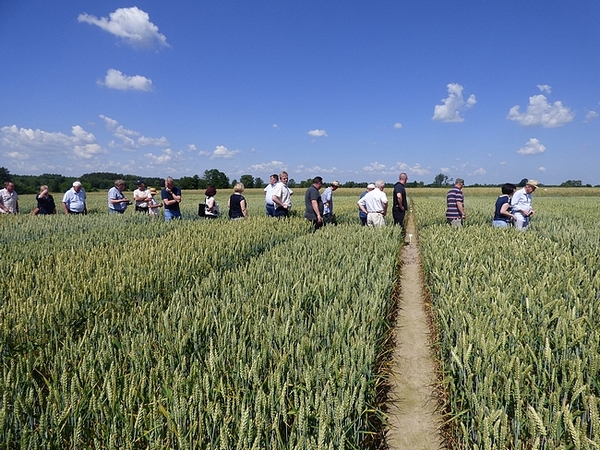 Doświadczenie z pszenicą ozimą na polu. Uczestnicy posiedzenia MZ PDO lustrujący to doświadczenie.